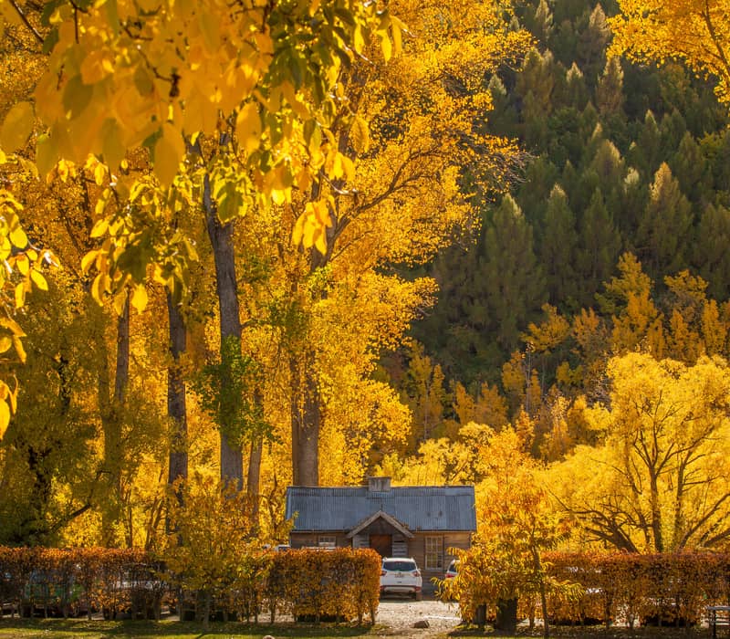 An image of A House with Autumn colours on the trees in Arrowtown