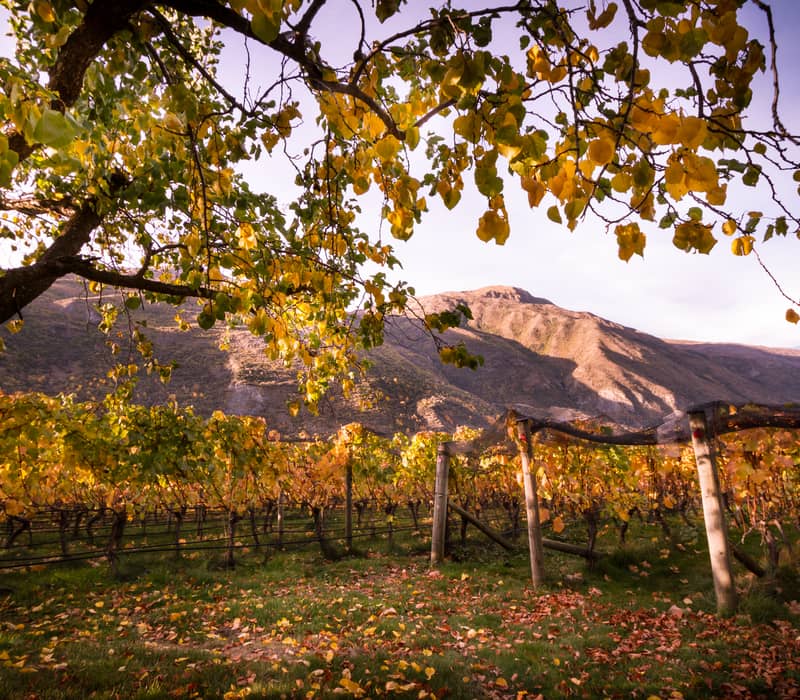 Vineyard rows with yellow autumn leaves under a tree with mountains in the background in Gibbston Valley.