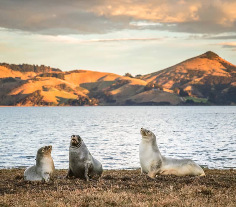 Southeast Coastal Wildlife