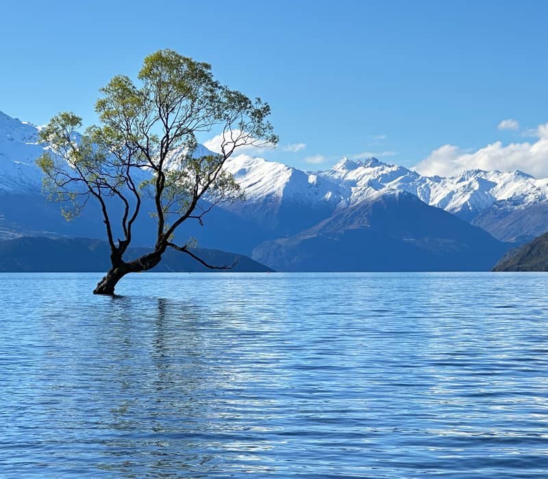 Single tree in Lake Wanaka with snow-covered mountains behind and clear blue sky
