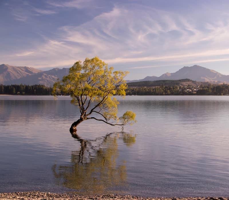 View of the Wanaka Tree