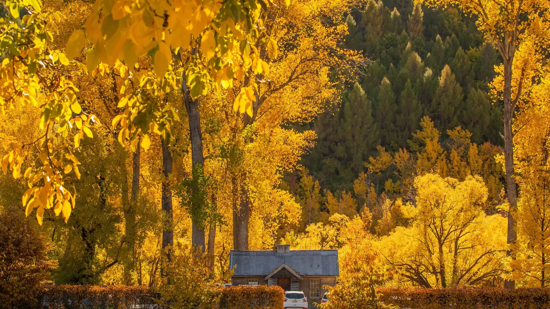 An image of A House with Autumn colours on the trees in Arrowtown