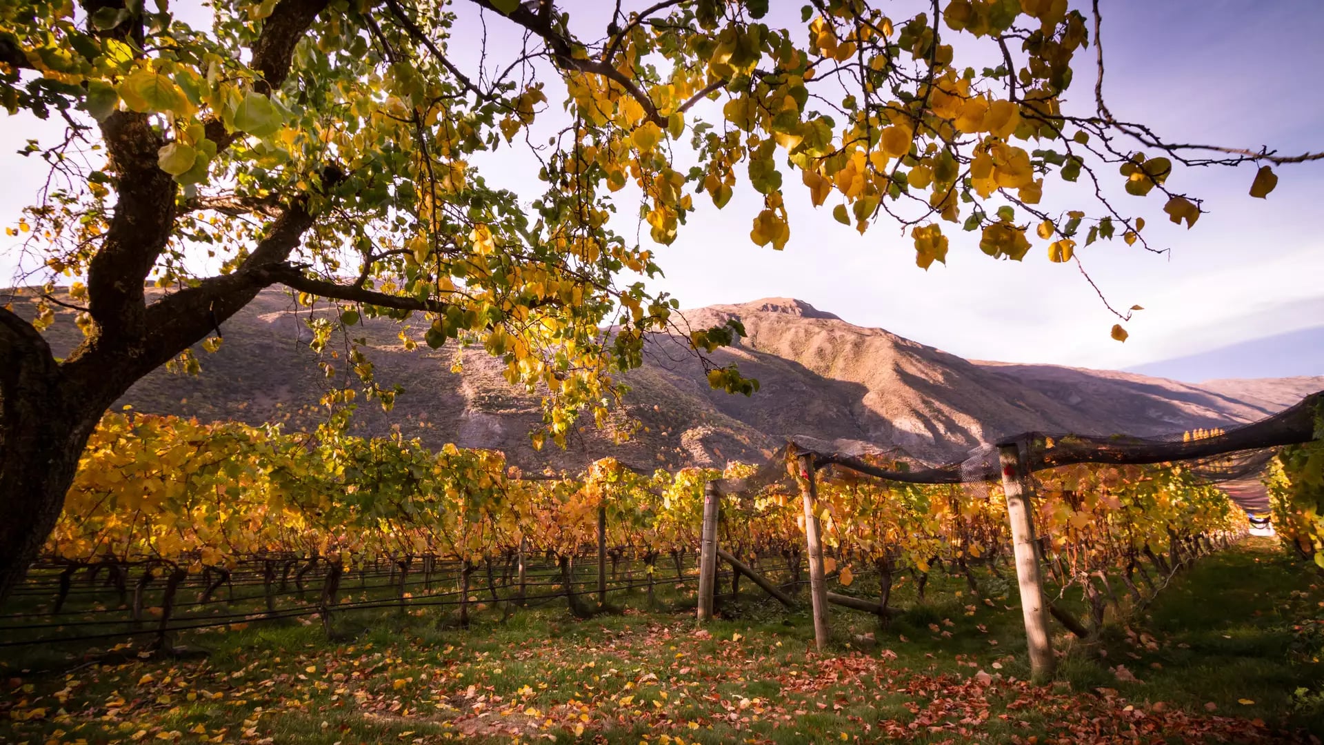 Vineyard rows with yellow autumn leaves under a tree with mountains in the background in Gibbston Valley.