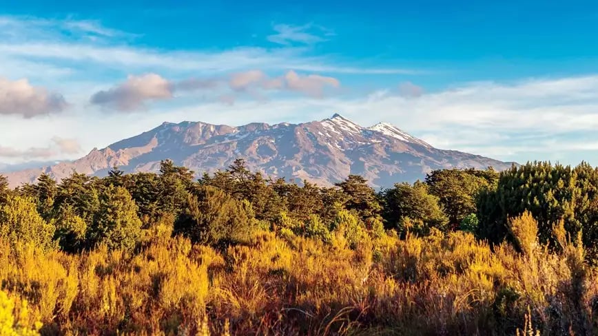 Mount Ruapehu with snow-capped peaks and surrounding forest in New Zealand.