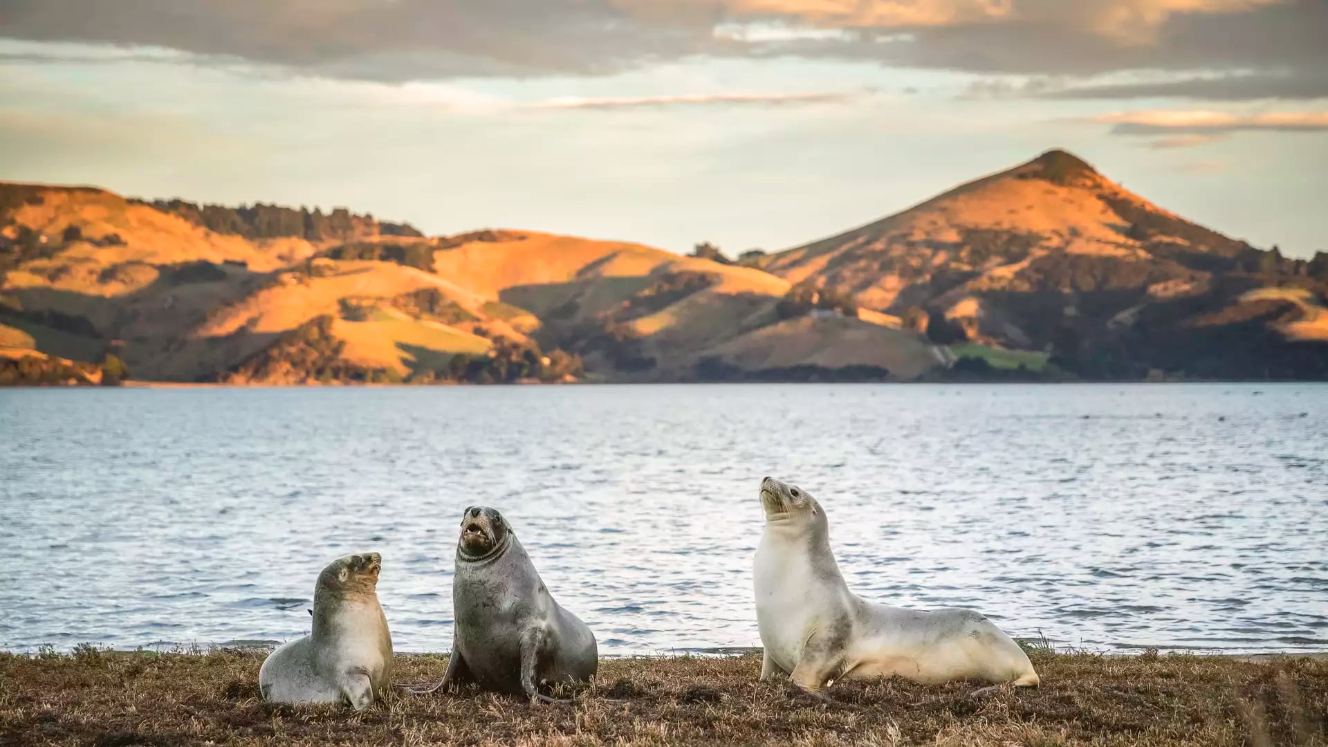 Southeast Coastal Wildlife