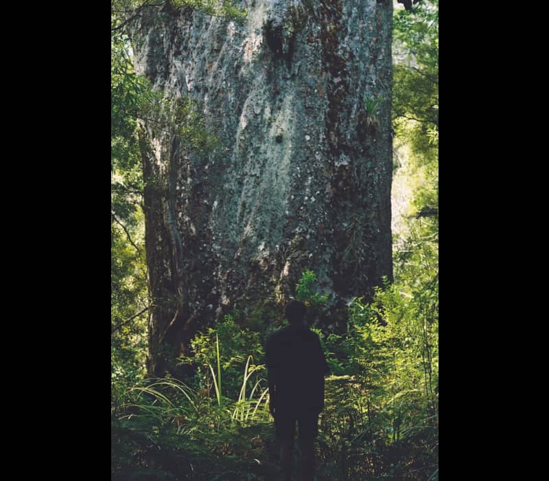 The silhouette of a person stands before the massive, towering trunk of a giant ancient Kauri tree in a lush green New Zealand forest.