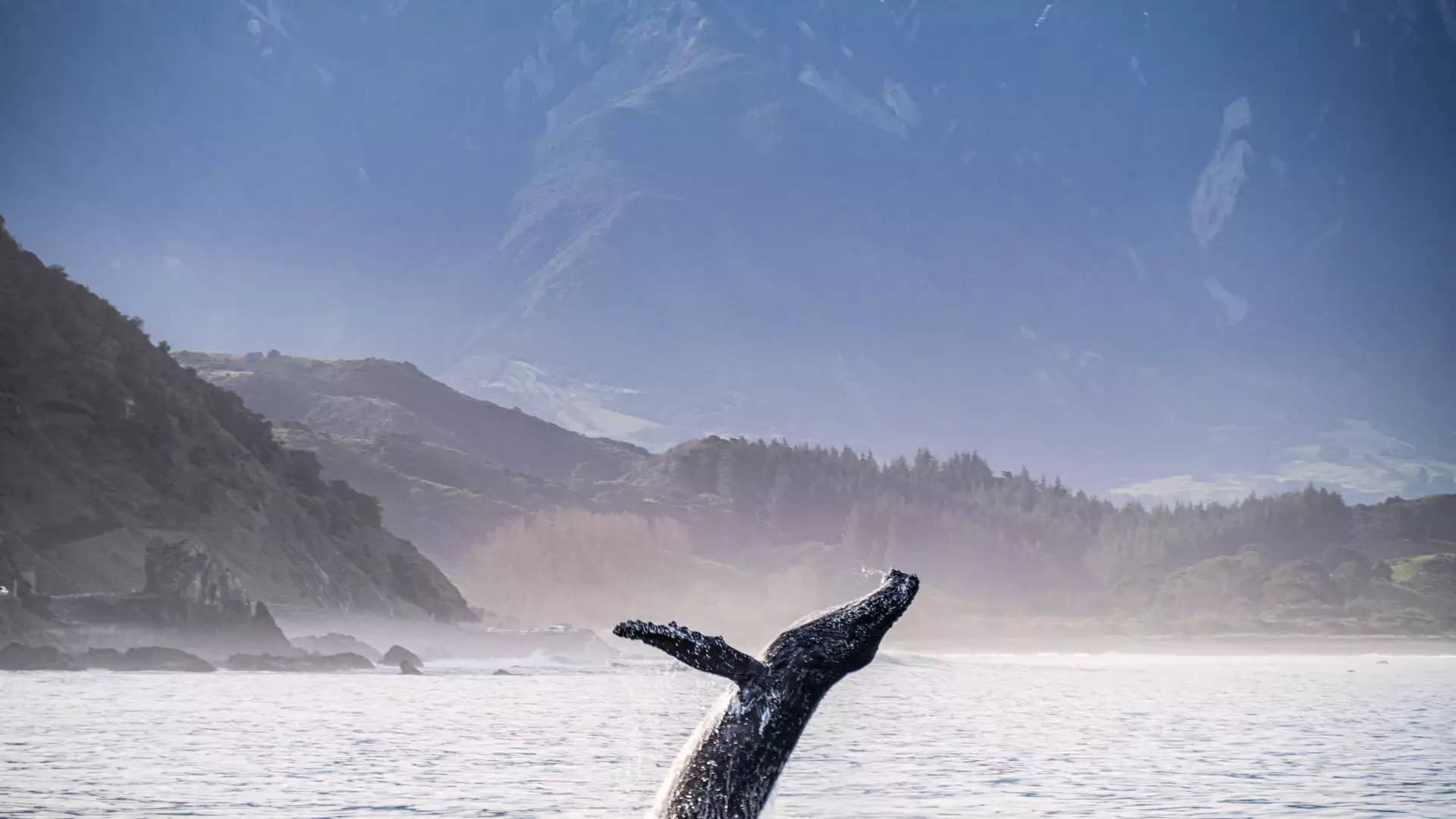 Humpback whale breaching the ocean near a mountainous coastline.